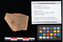 Foto (Objekt + Etikett) von Pinus praepinea Ettingshausen (NHMW-GEO-2024-0188-0272)